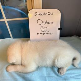 Quhana - White female Japanese Akitainu puppy in Hubert, North Carolina from Miyo Ken