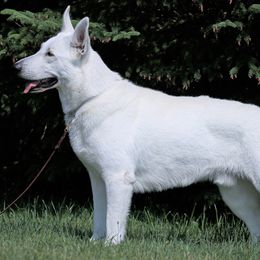 Hitch - Berger Blanc Suisse