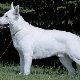 Hitch - Berger Blanc Suisse