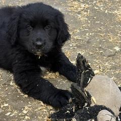 Female - female Golden Mountain Dog puppy in Tacoma, Washington from Canyon Meadows Farm