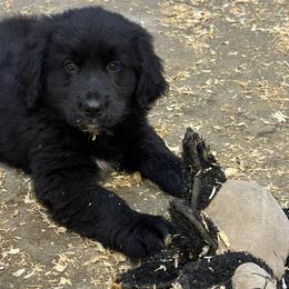 Female - female Golden Mountain Dog puppy in Tacoma, Washington from Canyon Meadows Farm
