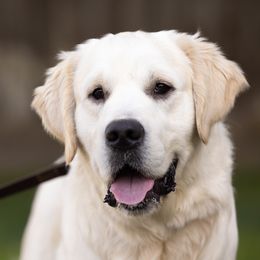 Beo - Golden Retriever