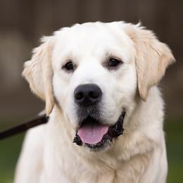 Beo - Golden Retriever