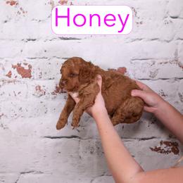 Honey - Red female Cavapoo puppy in Calhoun, Georgia from Happy Top Doodles