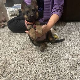 A.tala - Black and red female German Shepherd puppy in Youngsville, North Carolina from Di casa Esperanza