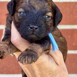 Anakin - Phantom male Poodle puppy in Franklin, North Carolina from Melissa Unger