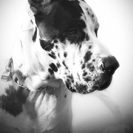 Great Dane Puppies from Dynamic Danes
