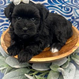 Miniature Schnauzer and Poodle Puppies from Crystal Rose Canines