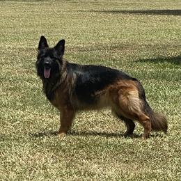 Leala - German Shepherd