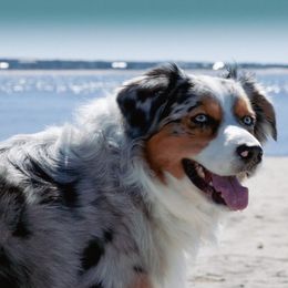 Finn - Australian Shepherd
