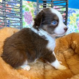 Cherry Blossom - Red tri female Miniature Australian Shepherd puppy in Port Saint Lucie, Florida from Charlene Brannon's Mini Australian Shepherds