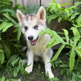 Misty - Wolf sable female Pomsky puppy in Venus, Pennsylvania from Hemlock Pines Pomsky