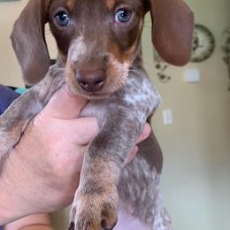 Dachshund Puppies from Sleeping Giant Miniature Dachshunds