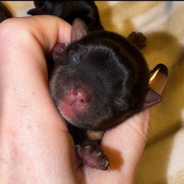Little Bentley AKC - Black and tan male Yorkshire Terrier puppy in Hope, Indiana from DJ Yorkies