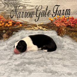 Girl 3 - Black and white female Border Collie puppy in Moody, Texas from Narrow Gate Farm