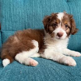 Zoey (teal) - Red tri-color female Aussiedoodle puppy in Watertown, Wisconsin from Little Bear Paws Aussiedoodles
