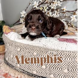 Memphis - Chocolate Australian Labradoodle puppy in Decatur, Alabama from Southern Meadows Doodles