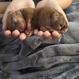 Dachshund Puppies from The Doxie Den