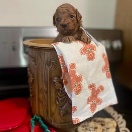 Gingersnap - Red female Cavapoo puppy in Mouth Of Wilson, Virginia from HoneyBunn Doodle Co.