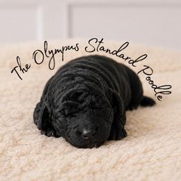 Tumnus - Silver male Poodle puppy in Spring Hills, Florida from The Olympus Standard Poodle