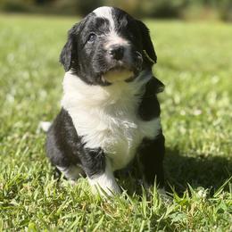 Boy 2 - White and black male Bordoodle puppy in Shelton, Washington from Prophecy Kennels