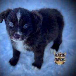 Florida - Red & white female Australian Shepherd puppy in El Dorado Springs, Missouri from HP Aussie Kennels