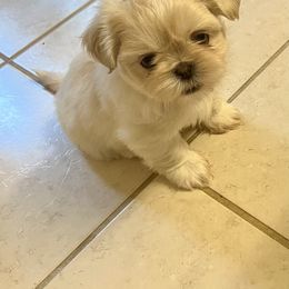 Barn - Cream and white male Shih Tzu puppy in Brevard, North Carolina from House of Little Lions