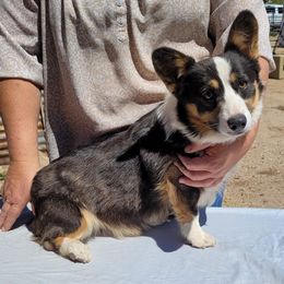 Dutton - Pembroke Welsh Corgi