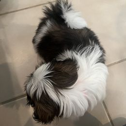 Shih Tzu Puppies from Ashley Haynes
