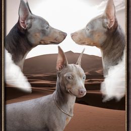 NOVA - Miniature Pinscher