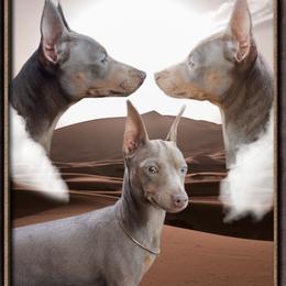 NOVA - Miniature Pinscher