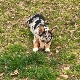 American Corgi and Pembroke Welsh Corgi Puppies from Lonesome Boone Corgis