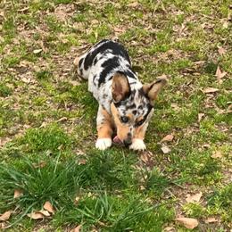 American Corgi and Pembroke Welsh Corgi Puppies from Lonesome Boone Corgis