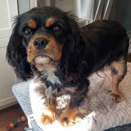 Cavalier King Charles Spaniel puppies from Meant To Be Cavalier King Charles Spaniels