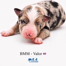 Boy 6 - male Australian Shepherd puppy in Gowen, Michigan from XA AUSTRALIAN SHEPHERDS
