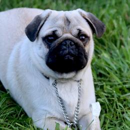 Pugs from Harmony Herd Family Farm AKC Pugs