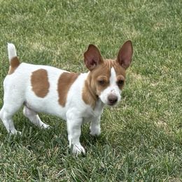 Boy 2 - male Teddy Roosevelt Terrier puppy in Twin Falls, Idaho from Margo Lauritsen
