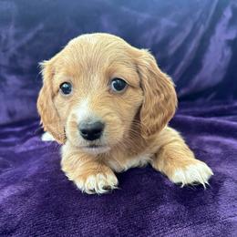 Chimay - Red female Dachshund puppy in Memphis, Tennessee from River City Doxies