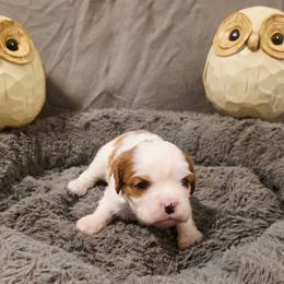 Dale - Blenheim male Cavalier King Charles Spaniel puppy in Pennsylvania from Julie's Cavalier King Charles Spaniels