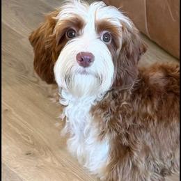 Giggles - Australian Labradoodle