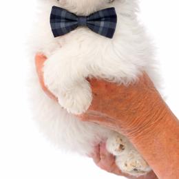 Keaton - Tricolor male Shih Tzu puppy in Tallahassee, Florida from Bows and Bow Ties