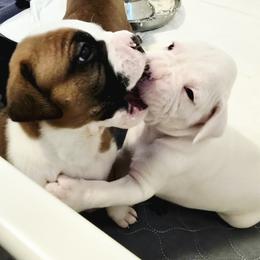 Boxer Puppies from Bayla Belle & Blossom's Boxers