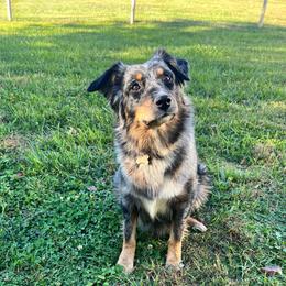 Bluey - Australian Shepherd