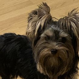 Angel - Yorkshire Terrier
