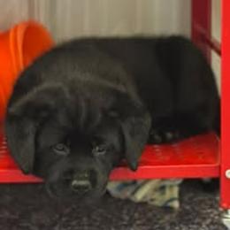 Black Collar - Black male Labrador Retriever puppy in Davidsonville, Maryland from Freedom Ranch Labs