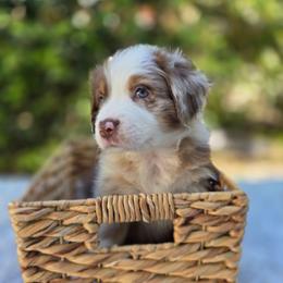 Twixie - Red merle female Australian Shepherd puppy in Summerville, South Carolina from Flowertown Aussies