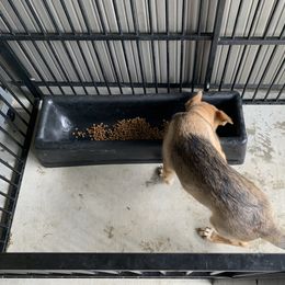 German Shepherd Puppies from Devon Rugerio's German Shepherds