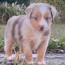 Reef - Red merle male Miniature Australian Shepherd puppy in California, Kentucky from Sonlight Ridge Aussies