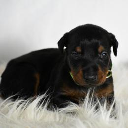 Adam - Black and rust male Doberman Pinscher puppy in Overton, Texas from Obsidian Kennel