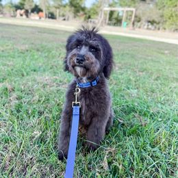 Blue - Black male Whoodle puppy in Youngstown, Florida from Wonderland’s Boujie Kennels